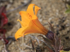 Alstroemeria patagonica
