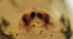 Diploplecta australis