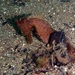 Observation photo
