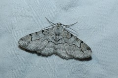 Iridopsis larvaria