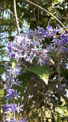 Petrea