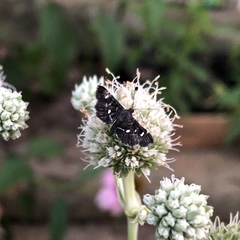 Diathrausta