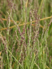 Muhlenbergia richardsonis