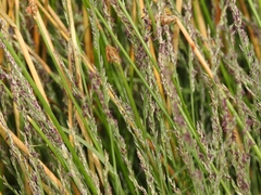 Muhlenbergia richardsonis