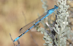 Enallagma boreale