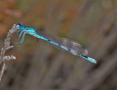 Enallagma boreale