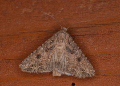 Anarta mutata