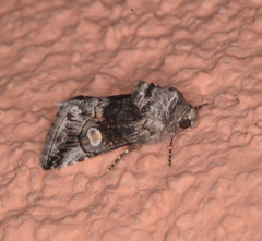 Copanarta aurea