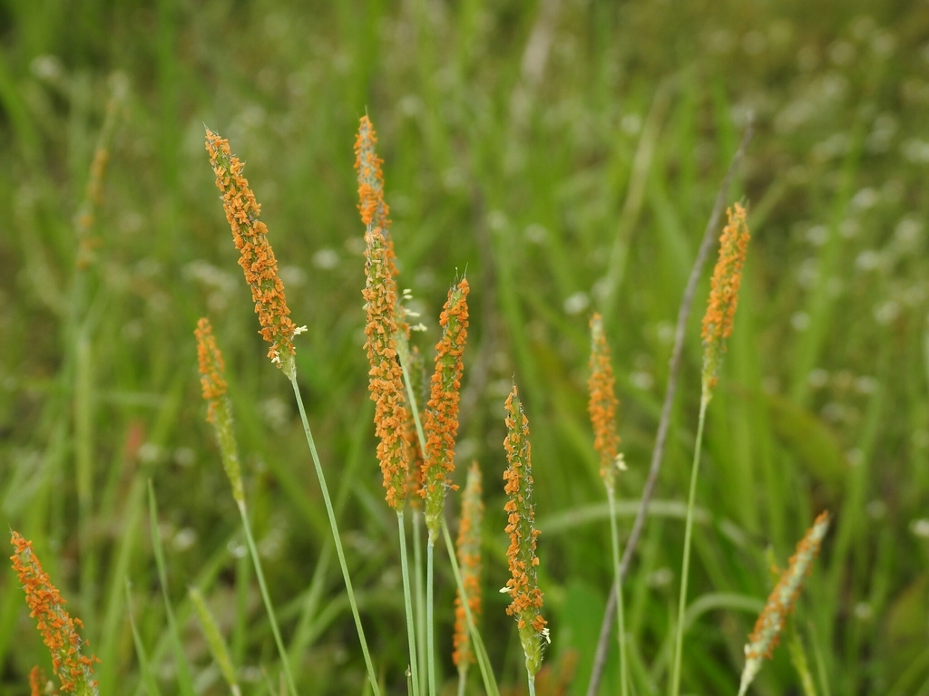 Tufted Foxtail (Alopecurus carolinianus) · iNaturalist