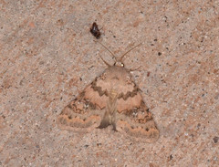 Drasteria inepta