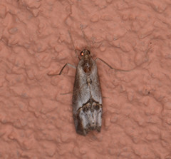 Evergestis triangulalis