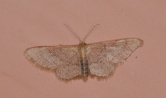 Idaea eremiata