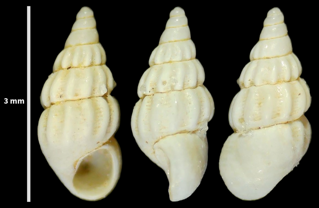 Rissoa similis