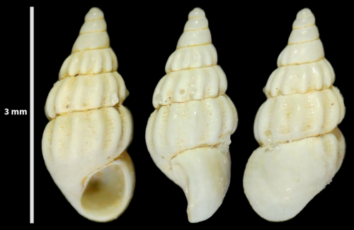 Rissoa similis
