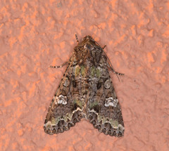 Mamestra configurata