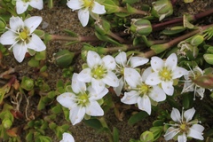 Arenaria serpens