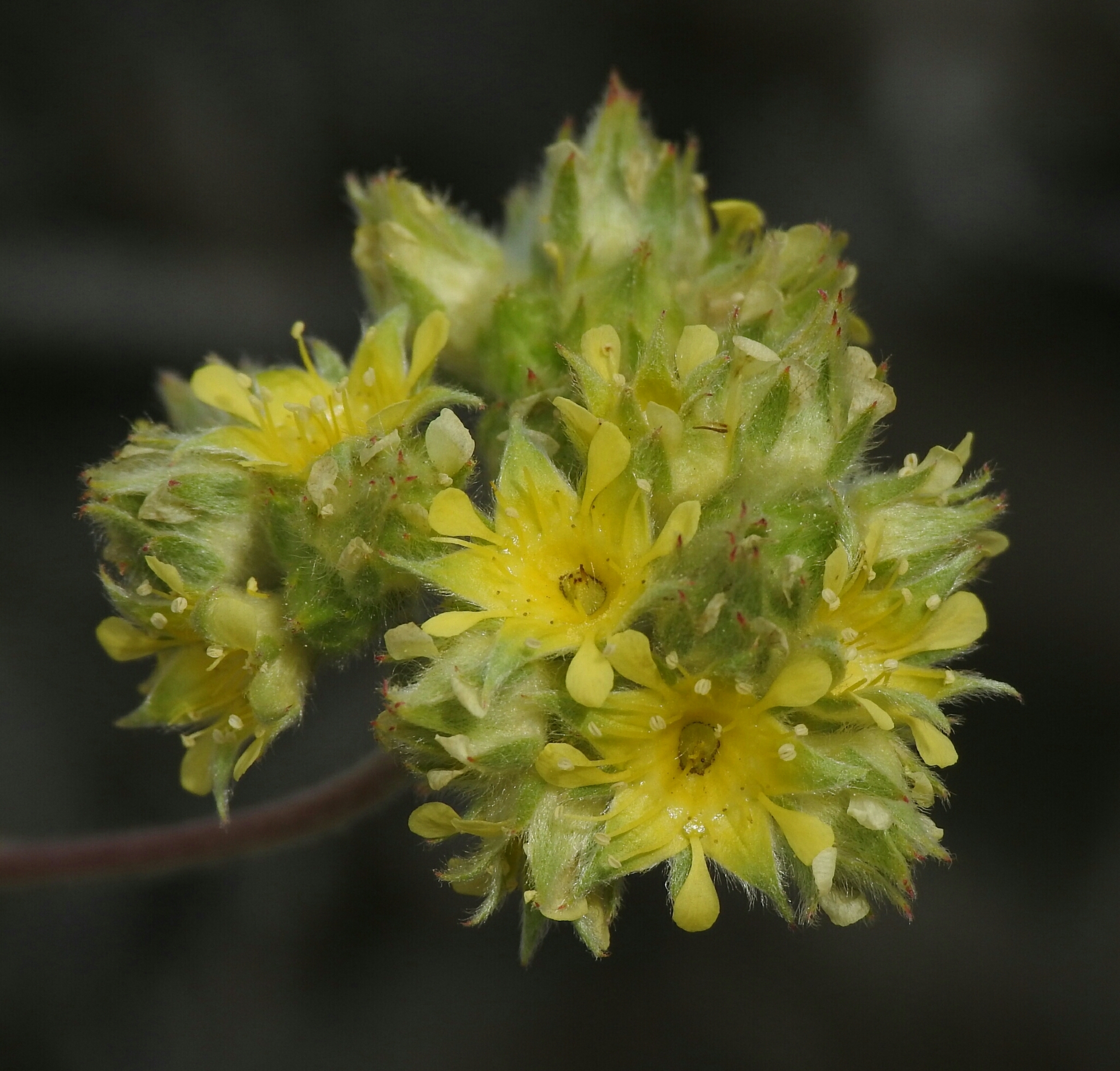 Ivesia aperta var. aperta