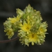 Sierra Valley Ivesia - Photo (c) David Greenberger, some rights reserved (CC BY-NC-ND), uploaded by David Greenberger