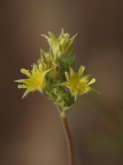 Ivesia aperta aperta