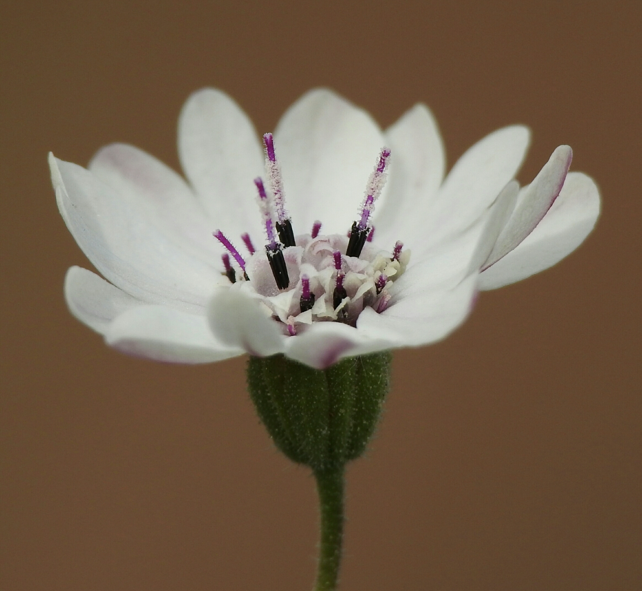 Blepharipappus scaber