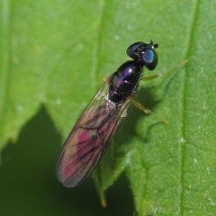 Sargus decorus