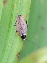 Ectobius erythronotus