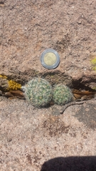 Mammillaria barbata