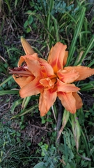 Hemerocallis fulva kwanso