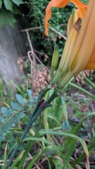 Hemerocallis fulva kwanso