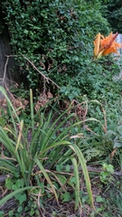 Hemerocallis fulva kwanso