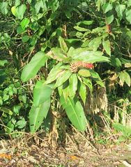 Costus lima