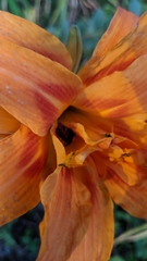 Hemerocallis fulva kwanso