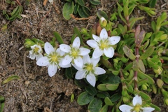Arenaria serpens