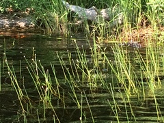 Eriocaulon aquaticum