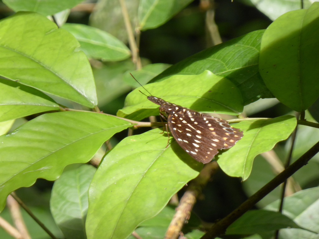 黑端豹蛱蝶（Lexias dirtea）