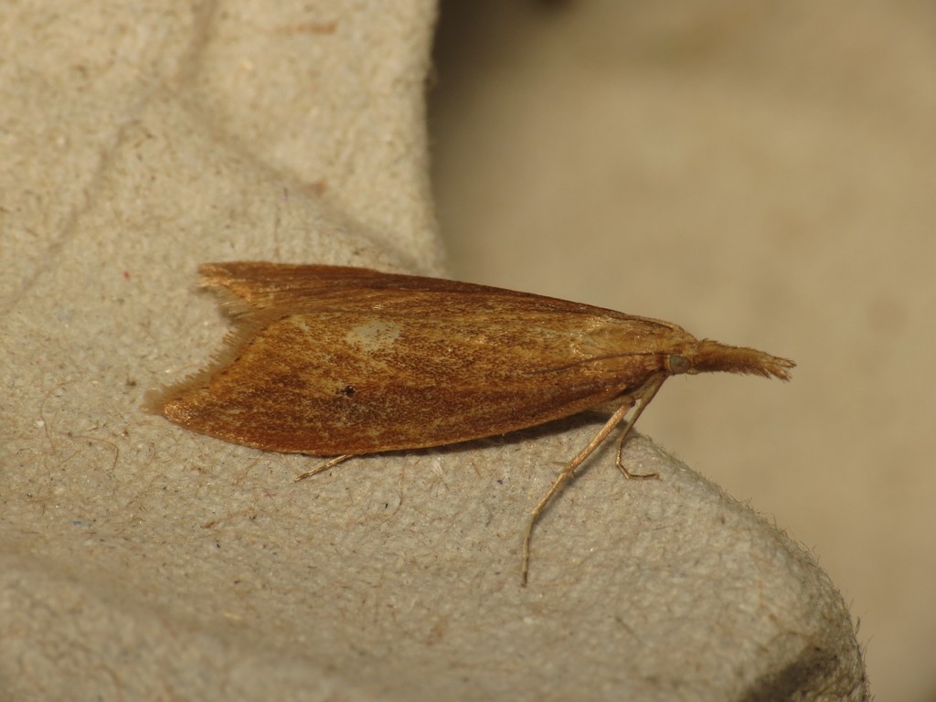 Schoenobius