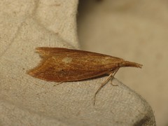 Schoenobiinae