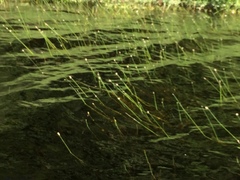 Eriocaulon aquaticum