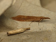 Schoenobiinae