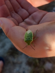 Chlorochroa