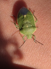 Chlorochroa
