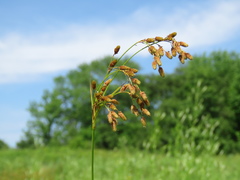 Scirpus pendulus