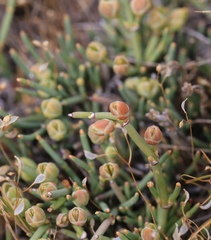 Ephedra frustillata