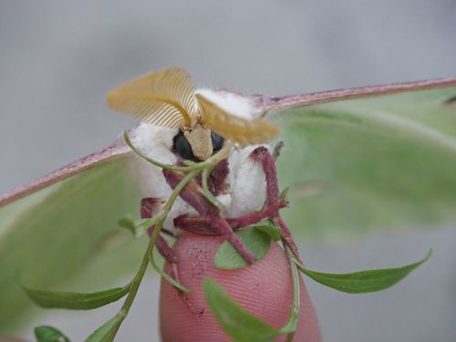 Luna moth
