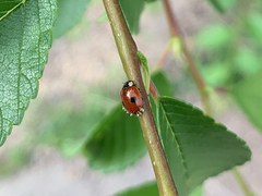 Hesperomyces virescens