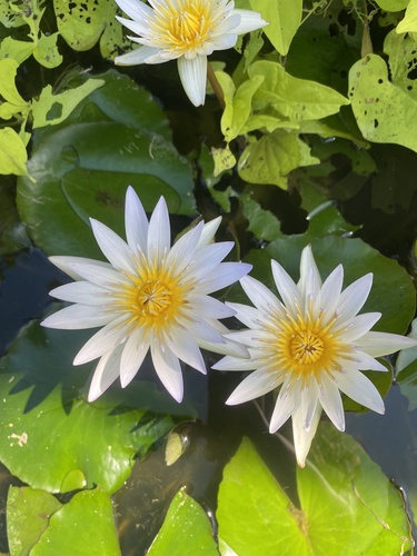 Nymphaea × daubenyana