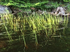 Eriocaulon aquaticum
