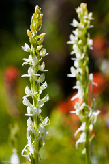 Platanthera dilatata leucostachys