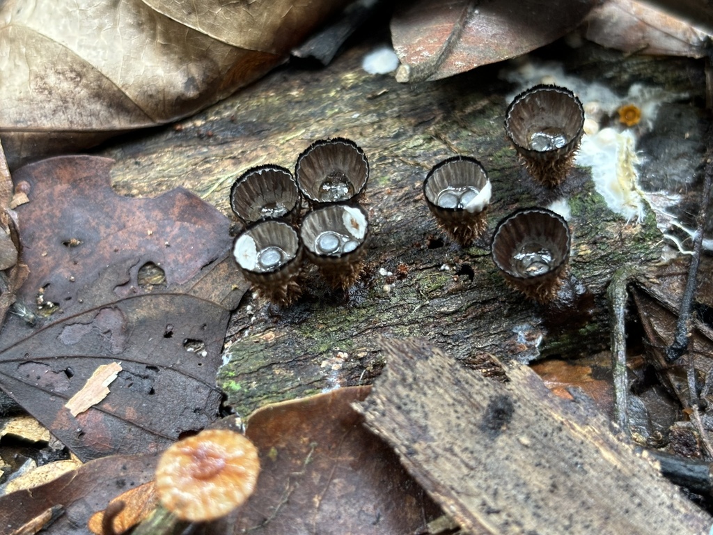 Cyathus striatus · October 2024 · photo: © payalm (iNaturalist, cc-by)