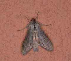 Cucullia dorsalis